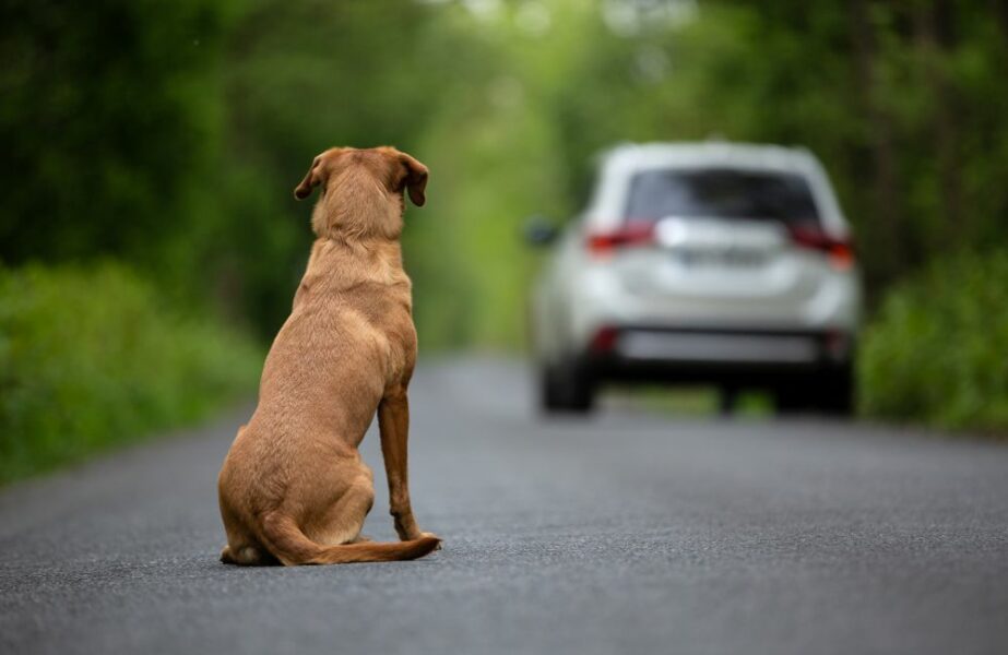 Análise genética de DNA canino